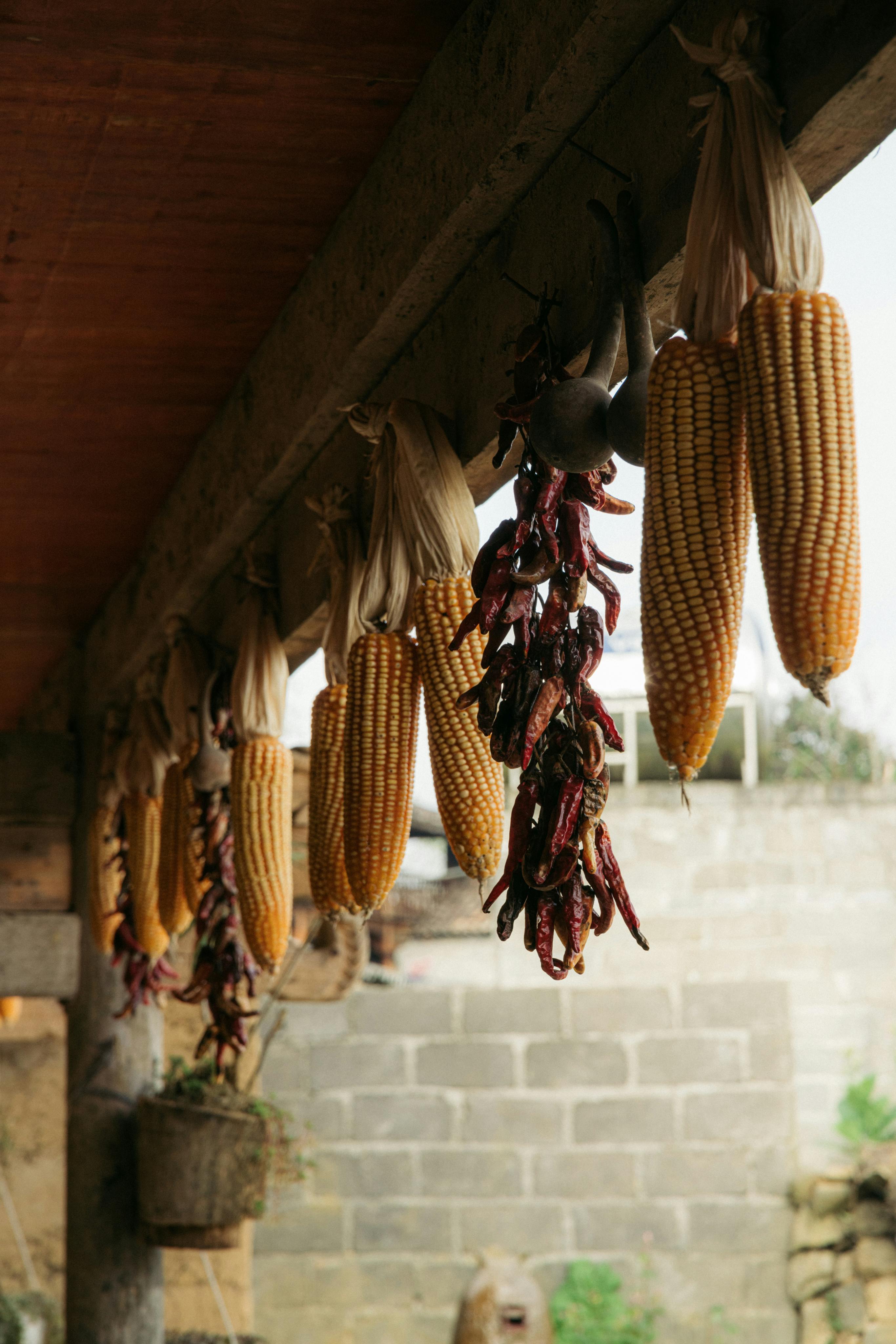 Dried corn and chiles